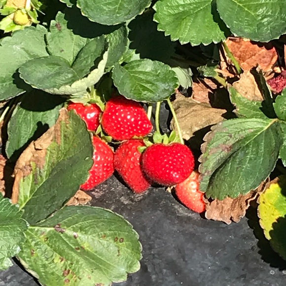 Meet your Posher, G - Picture 1 of 1